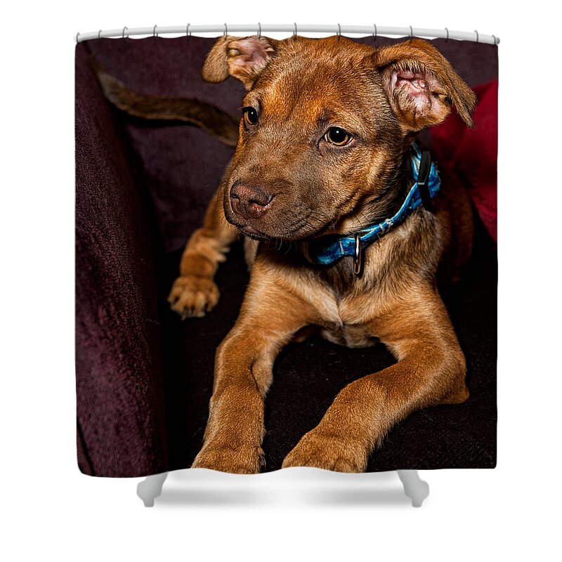 Puppy Shower Curtain featuring the photograph Alex by Christopher Holmes