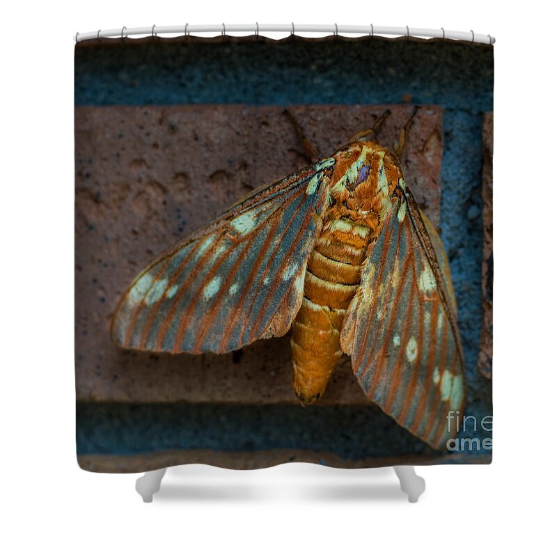 Moth Shower Curtain featuring the photograph Alien Moth by Metaphor Photo