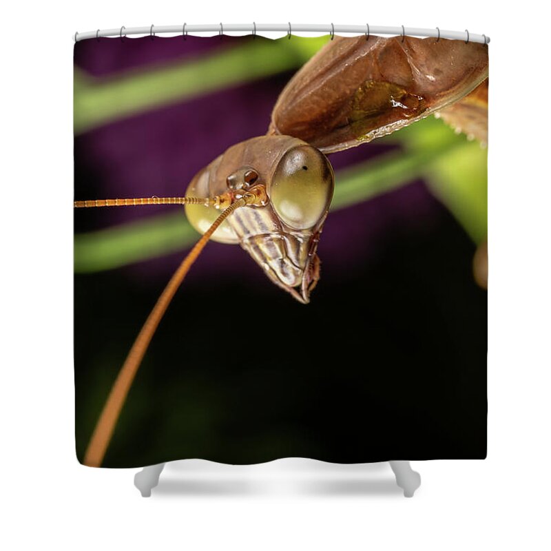 Praying Mantis Prayingmantis Insect Extreme Macro Closeup Close-up Close Up Guacfuser Outside Outdoors Nature Natural Wildlife Wild Life Brian Hale Brianhalephoto Ma Mass Massachusetts Usa U.s.a. Garden Alien Aliens Eyes Shower Curtain featuring the photograph Aliens by Brian Hale