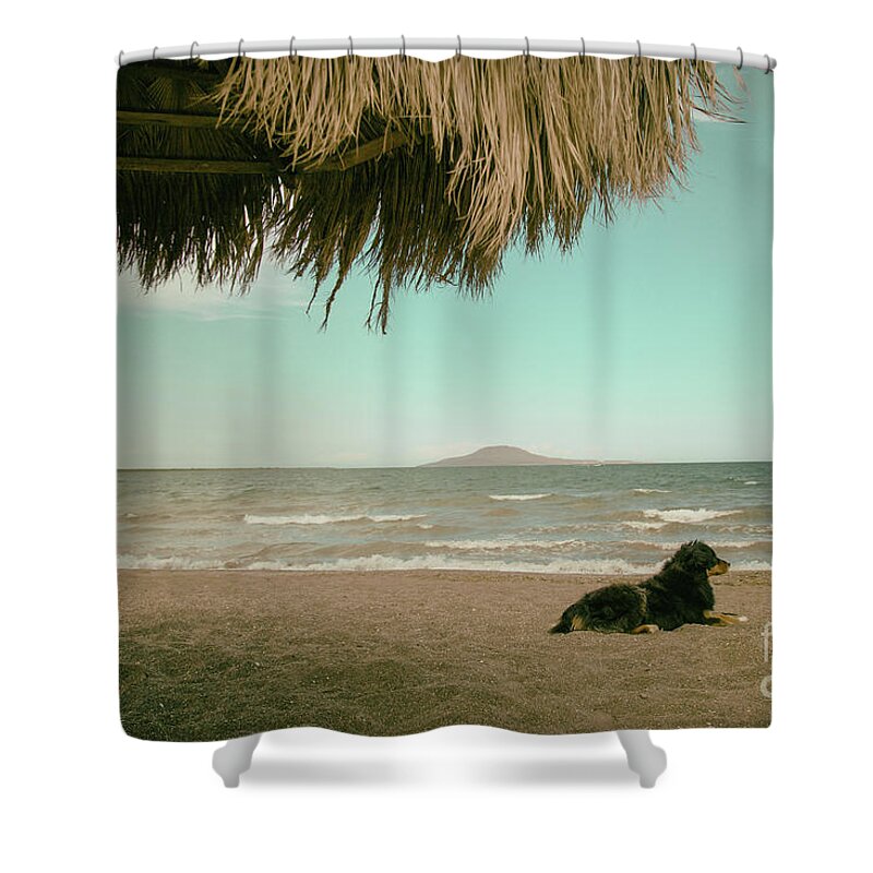 Dog Shower Curtain featuring the photograph All is Right in the World by Becqi Sherman