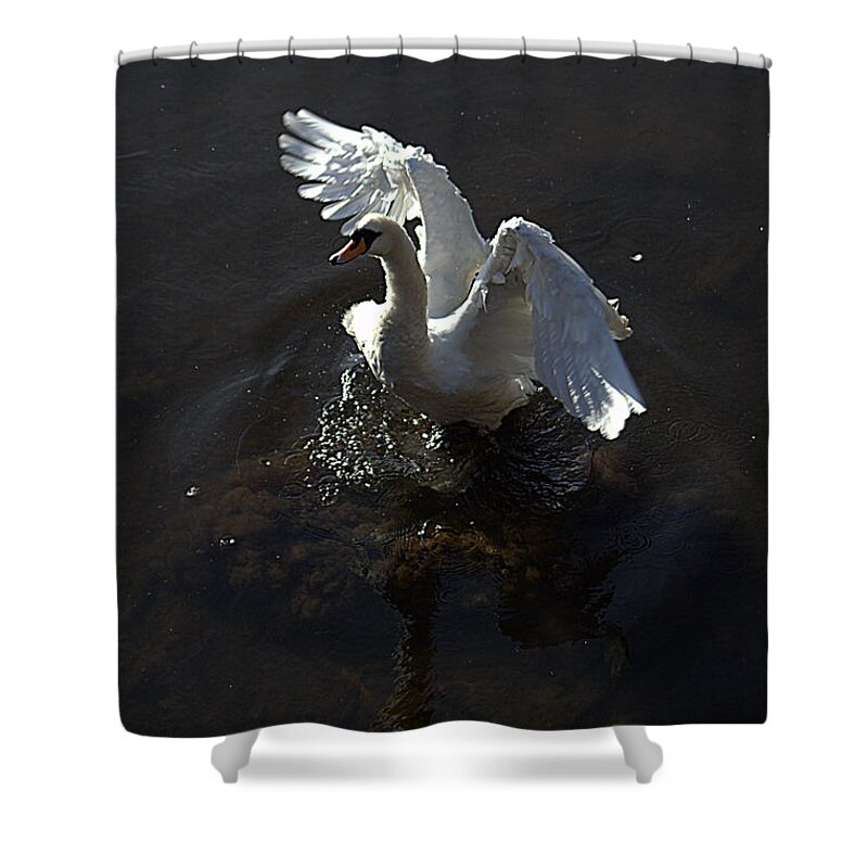 Swan Shower Curtain featuring the photograph All of a flap by Andy Thompson