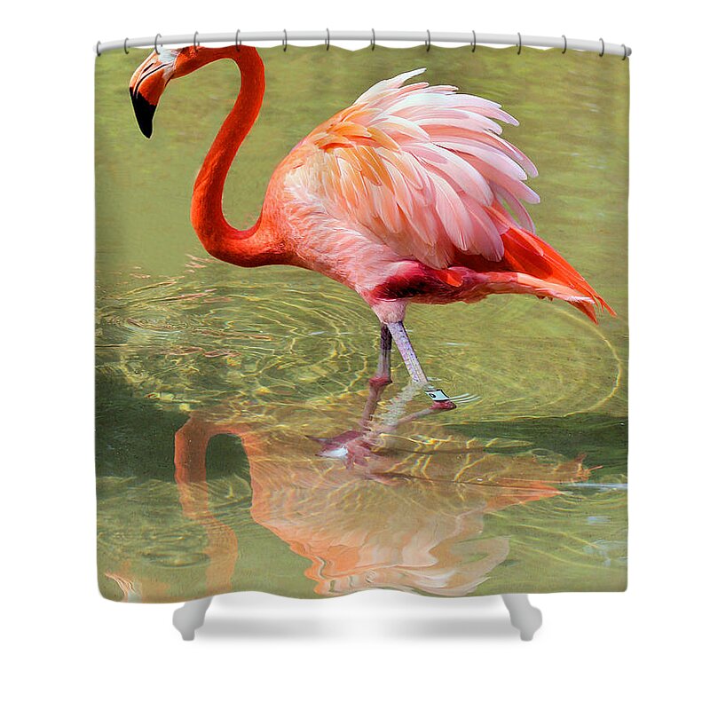 Flamingo Shower Curtain featuring the photograph All Ruffled Up by Kristin Elmquist