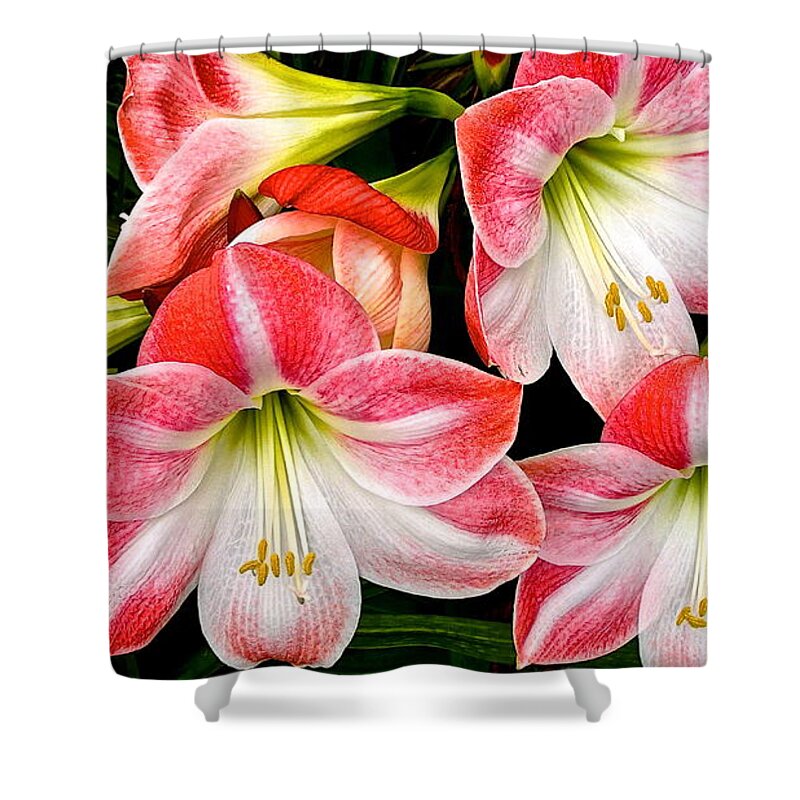 Amaryllis Shower Curtain featuring the photograph All Together Now by Cheryl Cutler