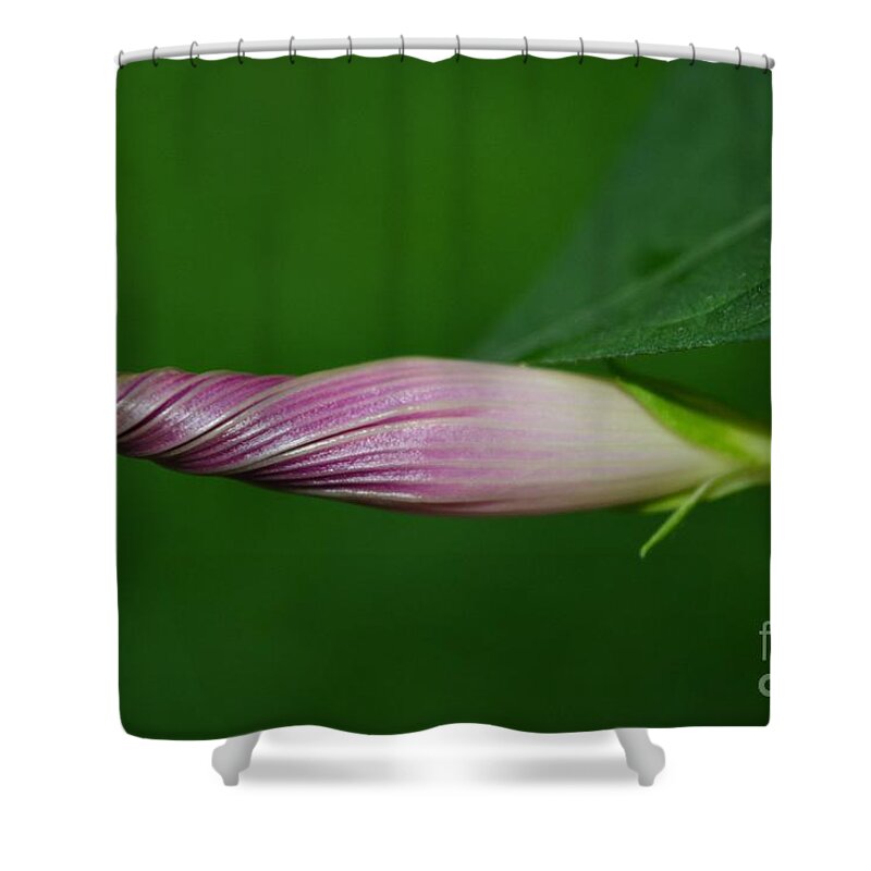 Morning Glory Shower Curtain featuring the photograph All Wound Up by Dani McEvoy