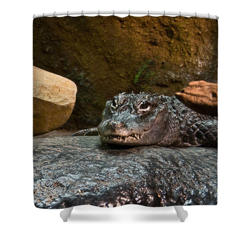 Alligator Shower Curtain featuring the photograph Allegator by Douglas Barnett