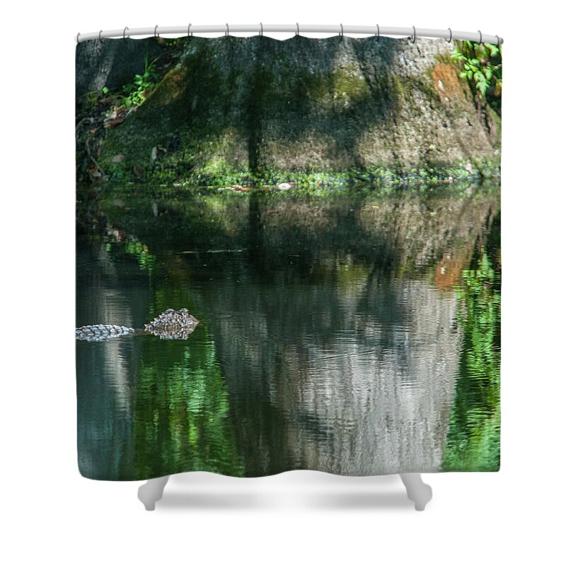 Alligator Shower Curtain featuring the photograph Alligator Canal by Brian Green