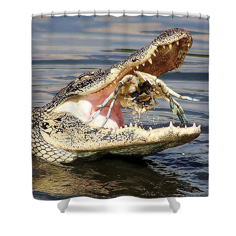 Alligator Catching and Cracking a Blue Crab Shower Curtain by