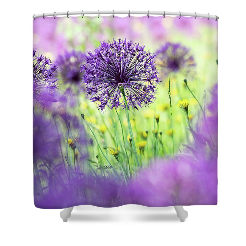 Allium Purple Rain Shower Curtain featuring the photograph Allium Purple Rain by Tim Gainey
