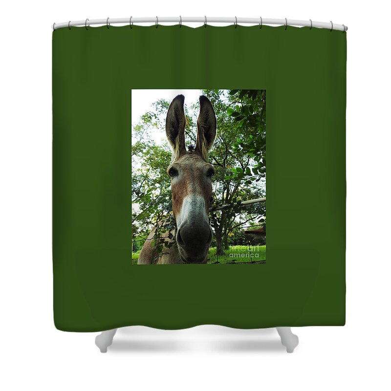 Donkey Shower Curtain featuring the photograph Almost A Horse by Jan Gelders