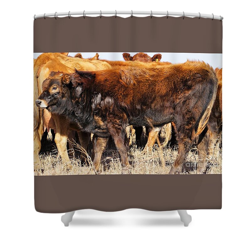 Calf Shower Curtain featuring the photograph Almost as Tall by Merle Grenz