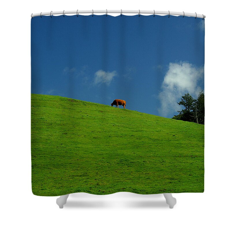 Cow Shower Curtain featuring the photograph Alone Again - Squared by David Armentrout
