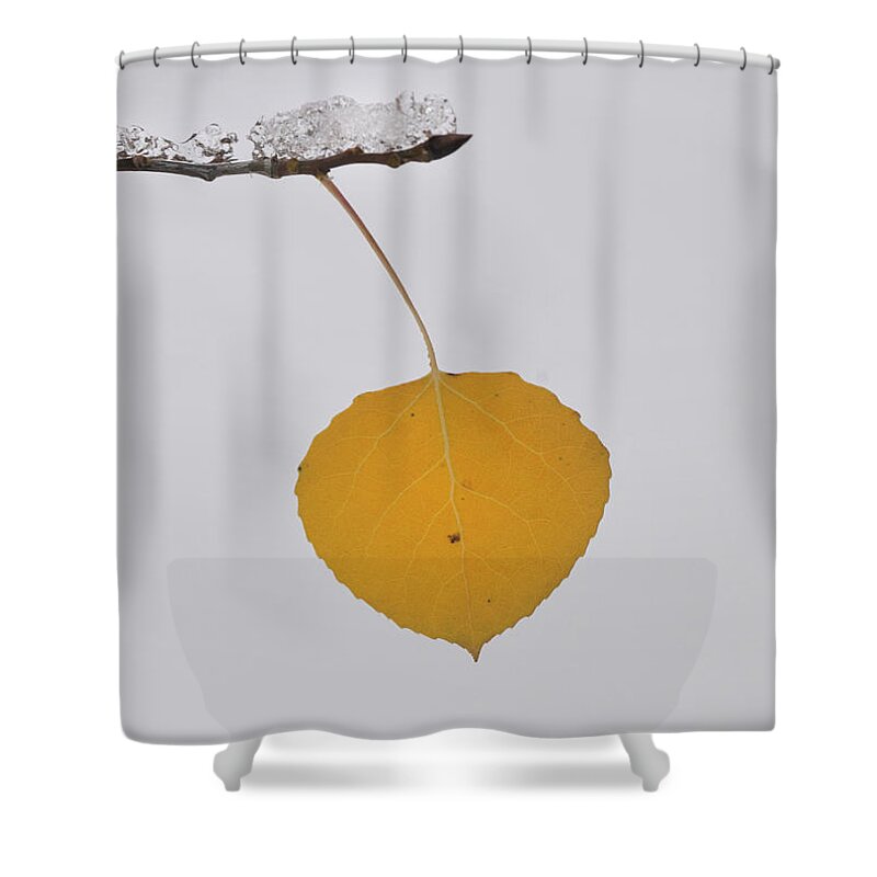 Nature Shower Curtain featuring the photograph Alone In The Snow by Ron Cline