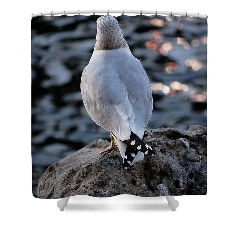 Seagull Shower Curtain featuring the photograph Alone by Robert Meanor