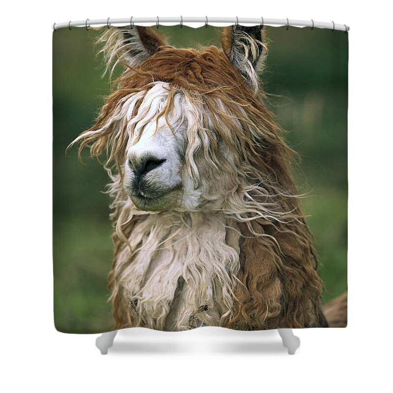 Mp Shower Curtain featuring the photograph Alpaca Lama Pacos Altiplano, Bolivia by Pete Oxford