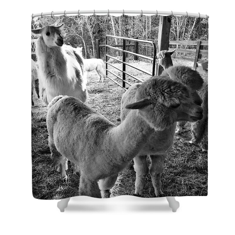 Alpaca Shower Curtain featuring the photograph Alpaca Meeting by Joseph Caban