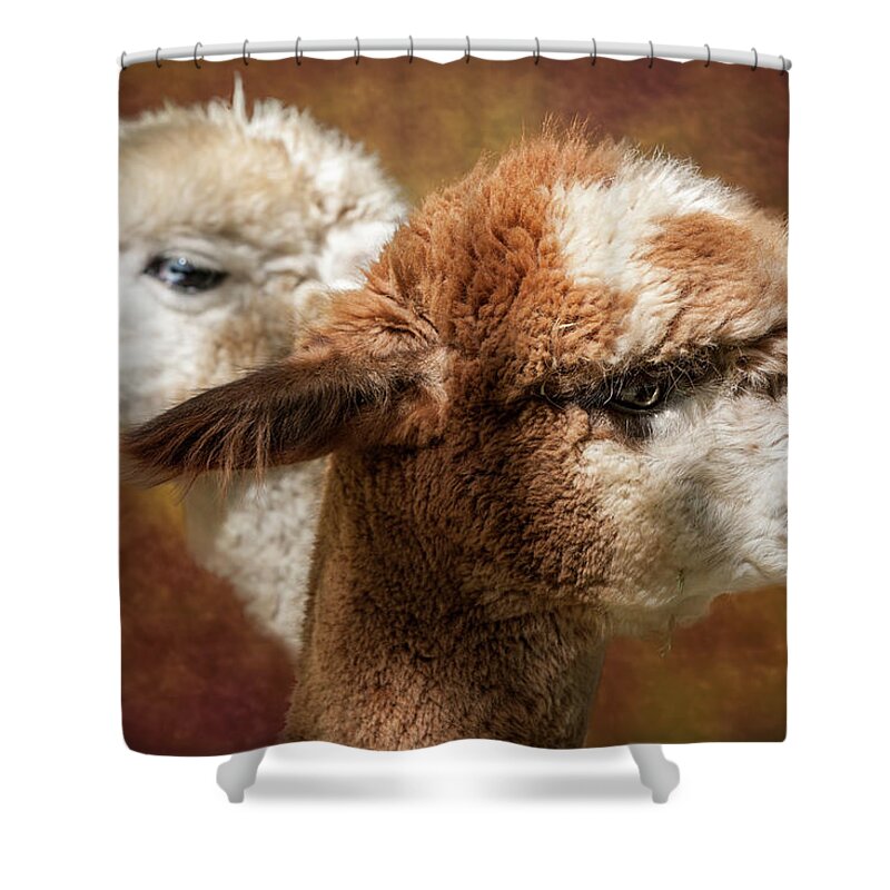 Huacaya Shower Curtain featuring the photograph Alpacas #1 by George Robinson