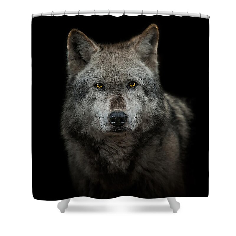 Alpha Shower Curtain featuring the photograph Alpha Male by Paul Neville