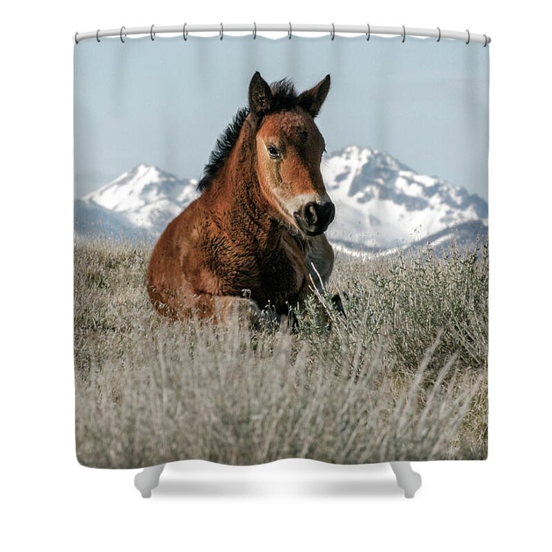  Shower Curtain featuring the photograph Alpine foal by John T Humphrey