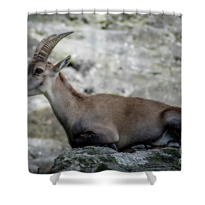 Michelle Meenawong Shower Curtain featuring the photograph Alpine Ibex by Michelle Meenawong