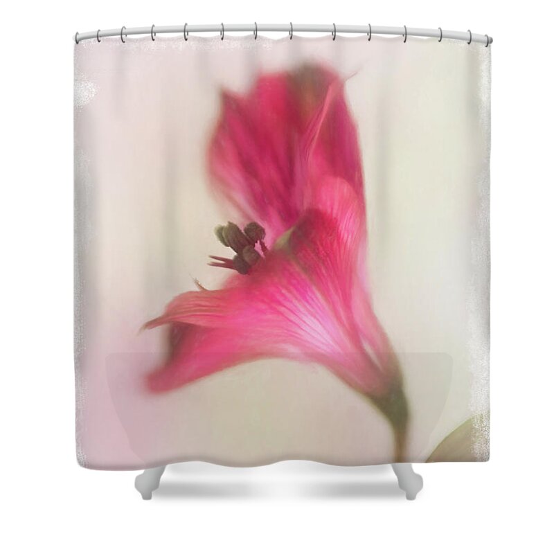 Alstroemeria Shower Curtain featuring the photograph Alstroemeria in Bloom by David and Carol Kelly
