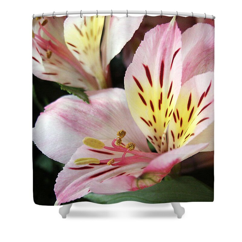 Flower Shower Curtain featuring the photograph Alstromeria Blossom by Sandra Foster