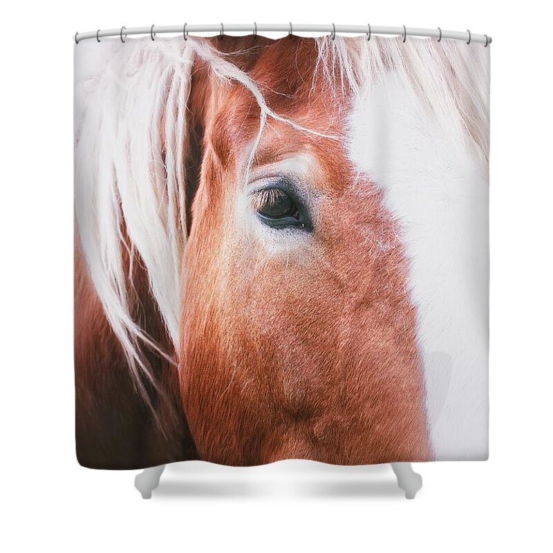 Horse Shower Curtain featuring the photograph Always Dream by Toma Caul