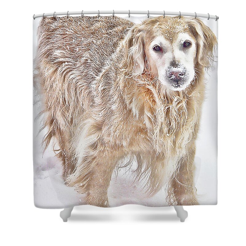 Pets Shower Curtain featuring the photograph Always by Rhonda McDougall