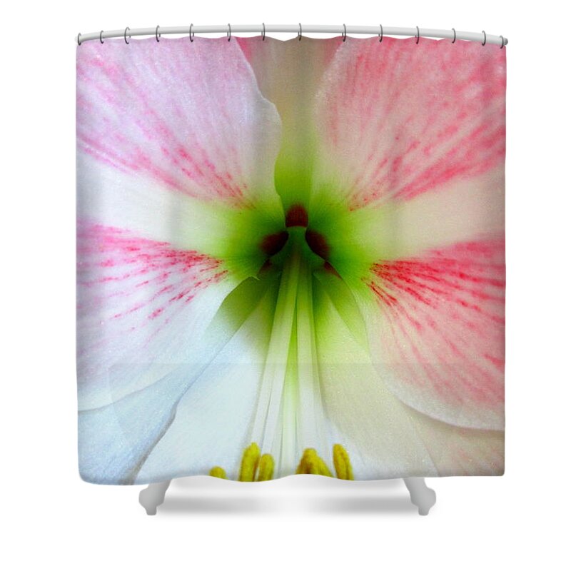 Amaryllis Shower Curtain featuring the photograph Amaryllis 1 by Randall Weidner