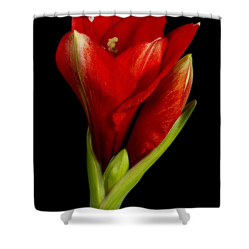 Amaryllis Shower Curtain featuring the photograph Amaryllis 12-23-2010 by James BO Insogna