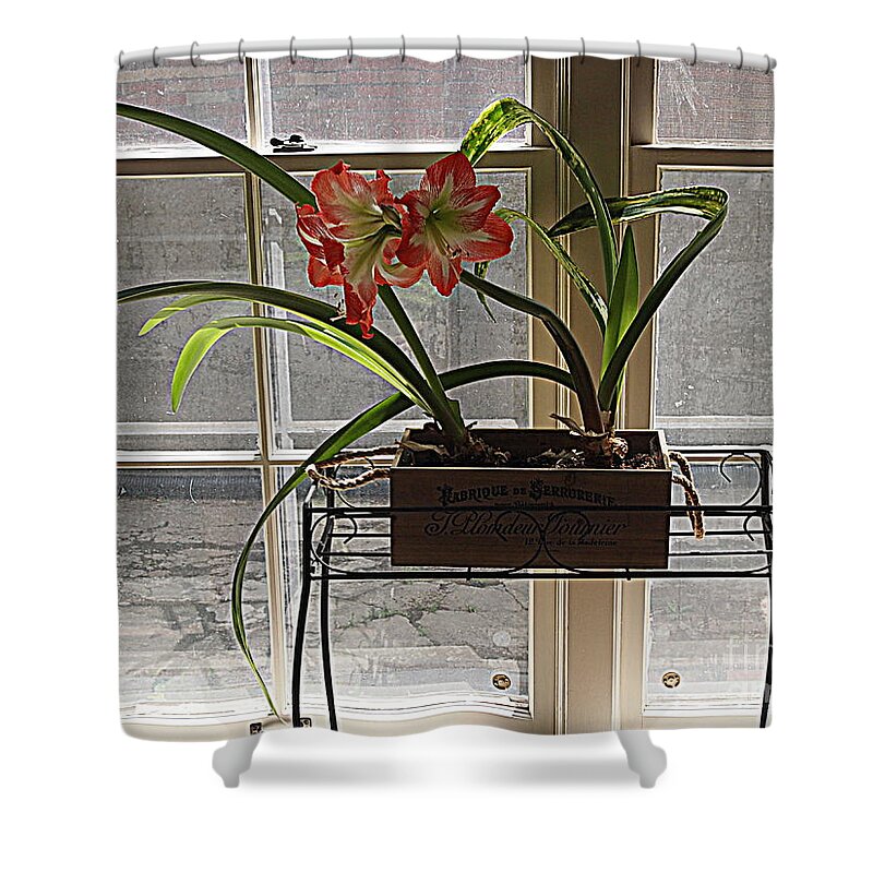 Photography Shower Curtain featuring the photograph Amaryllis and Window by Nancy Kane Chapman