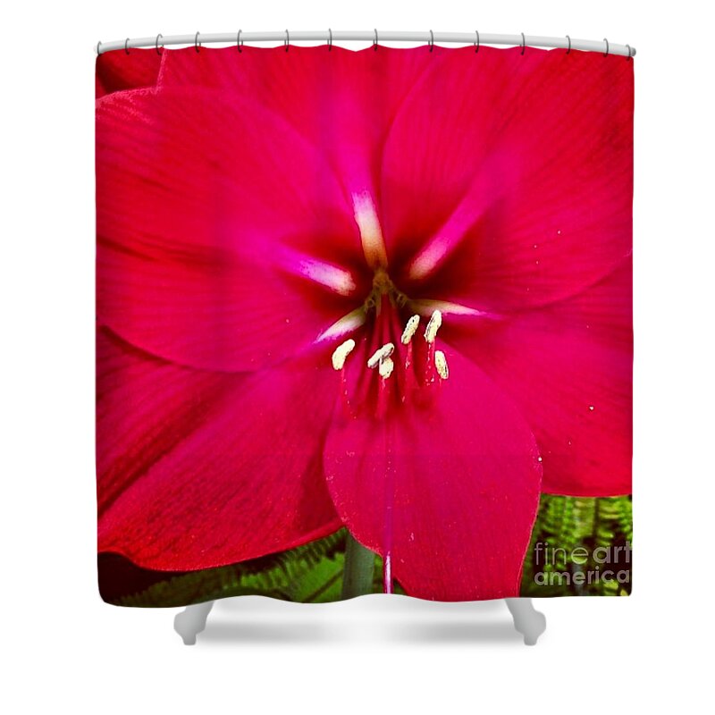 Flower Shower Curtain featuring the photograph Amaryllis Detail by Denise Railey