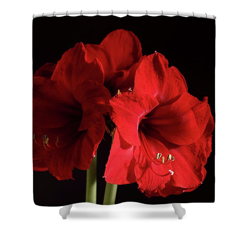 Amaryllis Shower Curtain featuring the photograph Amaryllis by Jeff Townsend