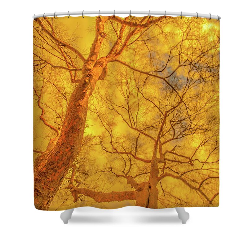 Trees Shower Curtain featuring the photograph Amber Tree Abstract by Bruce Pritchett