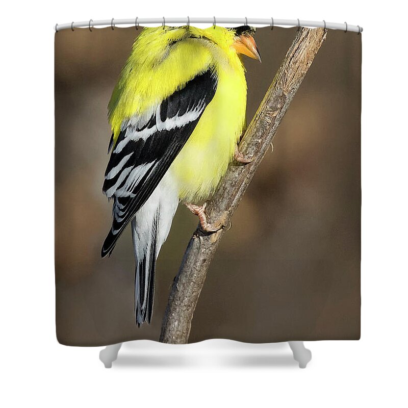 Bird Shower Curtain featuring the photograph America Goldfinch Glow by Art Cole