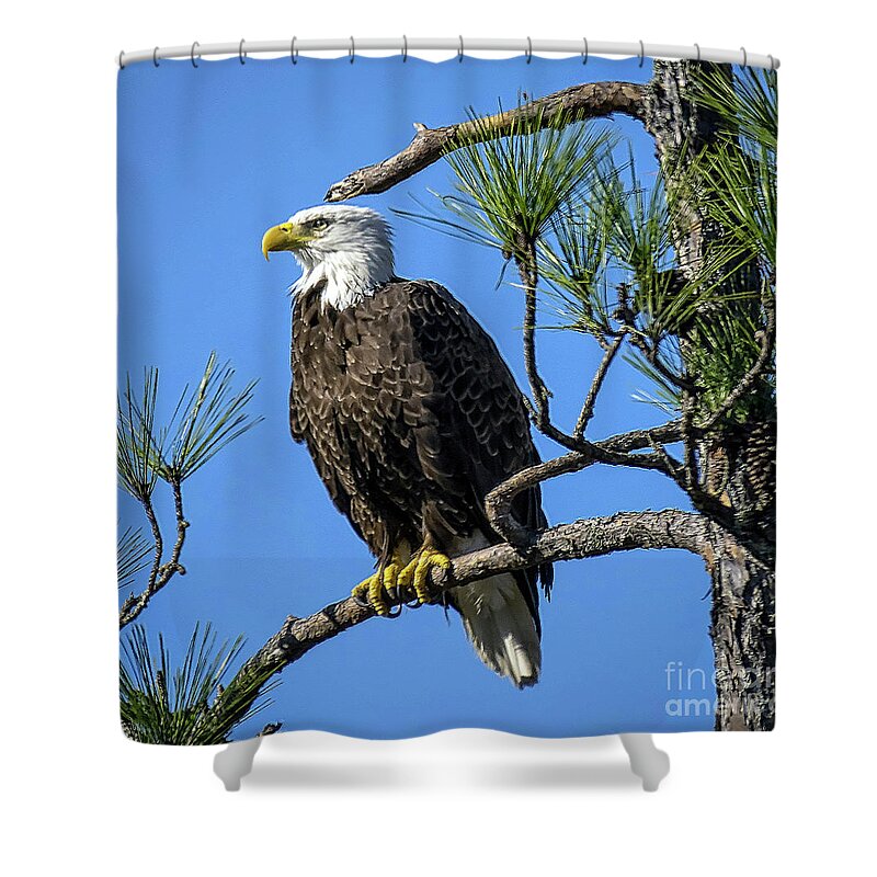 Nature Shower Curtain featuring the photograph American Bald Eagle - Haliaeetus Leucocephalus by DB Hayes