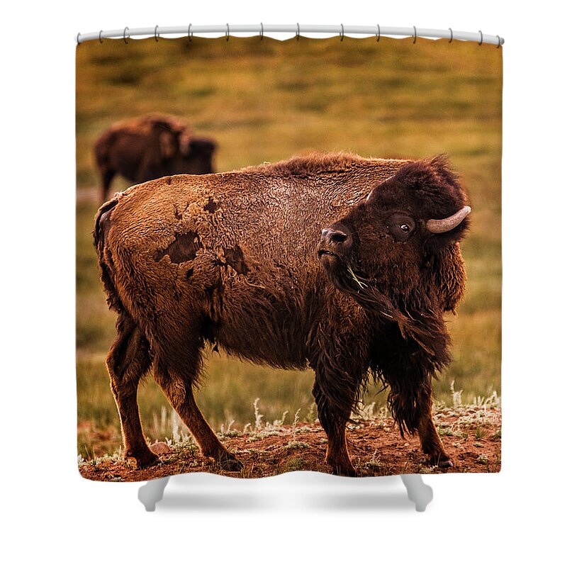 American West Shower Curtain featuring the photograph American Bison by Chris Bordeleau