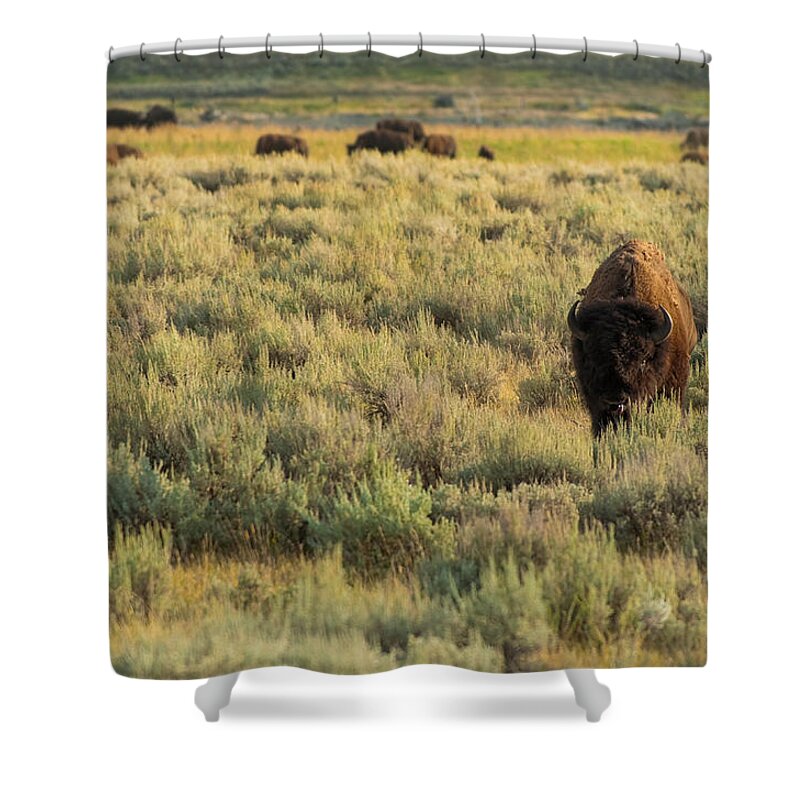 American Bison Shower Curtain featuring the photograph American Bison by Sebastian Musial