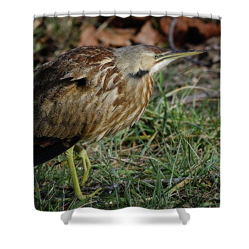 American Shower Curtain featuring the photograph American Bittern by Douglas Stucky
