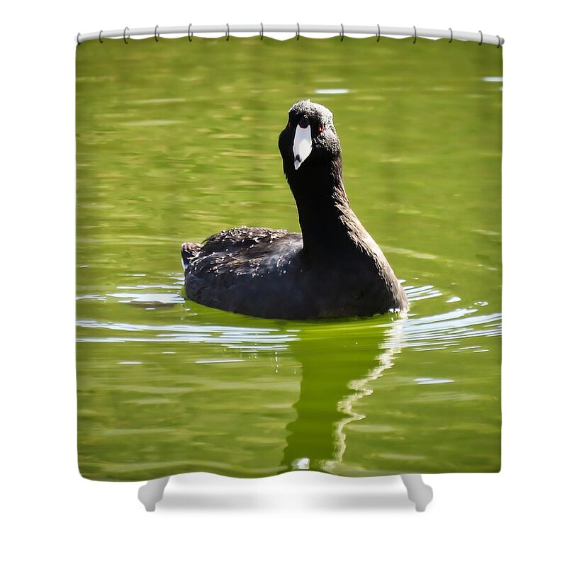 American Coot Shower Curtain featuring the photograph American Coot Portrait by Judy Kennedy
