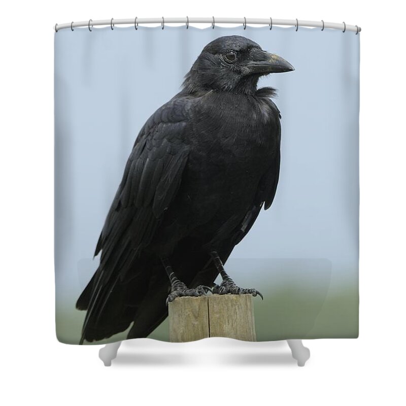 Crow Shower Curtain featuring the photograph American Crow on a Post by Bradford Martin