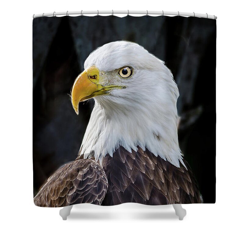 American Eagle Shower Curtain featuring the photograph American Eagle by Jaime Mercado