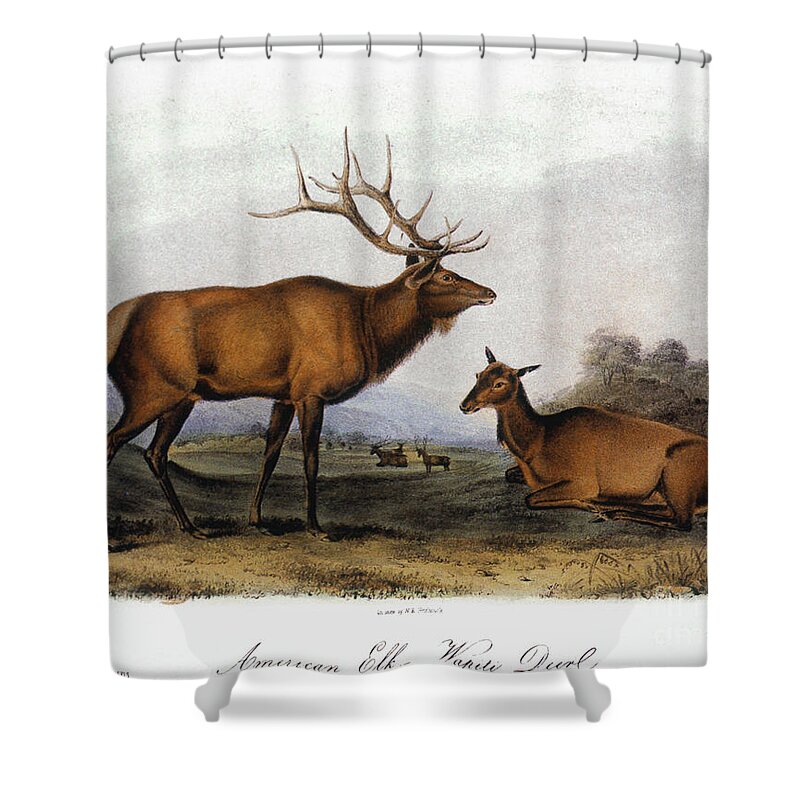 1846 Shower Curtain featuring the photograph American Elk, 1846 by Granger