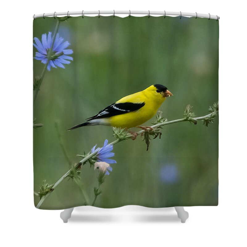 American Goldfinch Shower Curtain featuring the photograph American Goldfinch   by Holden The Moment