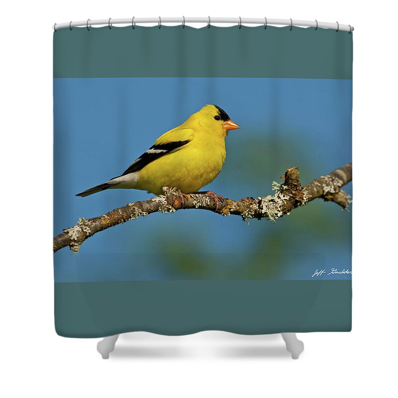American Goldfinch Shower Curtain featuring the photograph American Goldfinch Perched in a Tree by Jeff Goulden