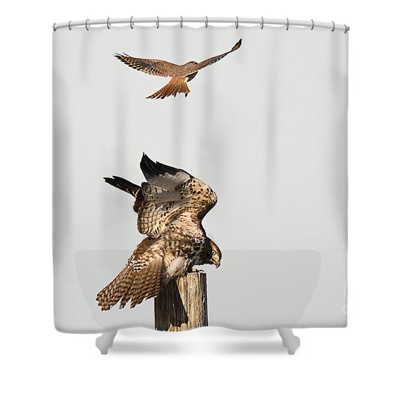 Bird Shower Curtain featuring the photograph American Kestrel Bombards Red Tailed Hawk by Dennis Hammer