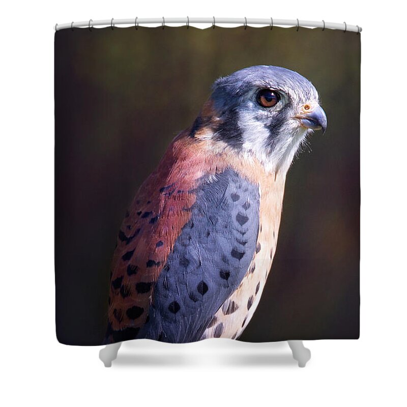 Bird Shower Curtain featuring the photograph American Kestrel Portrait by Sharon McConnell