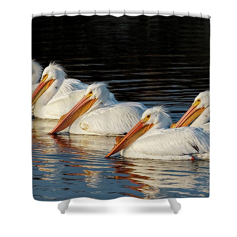 Kansas Shower Curtain featuring the photograph American Pelicans - 01 by Rob Graham