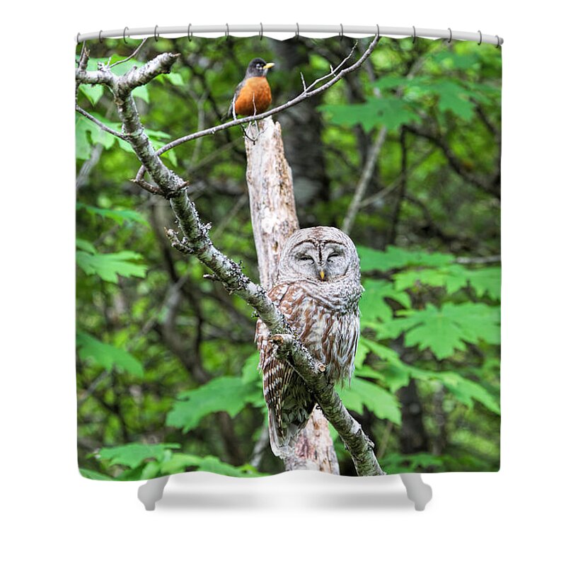 Barred Owl Shower Curtain featuring the photograph American Robin and Barred Owl by Peggy Collins