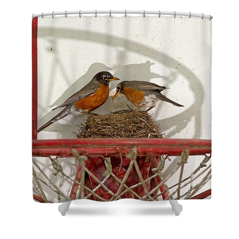 Robin Shower Curtain featuring the photograph American Robin Pair At Nest by Kenneth M. Highfill