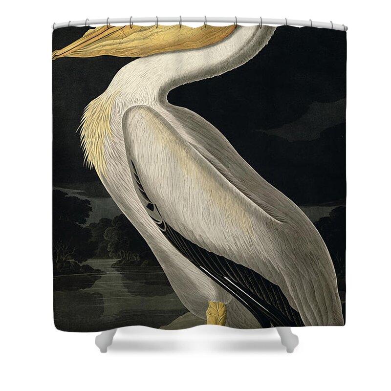 American White Pelican Shower Curtain featuring the painting American White Pelican by John James Audubon